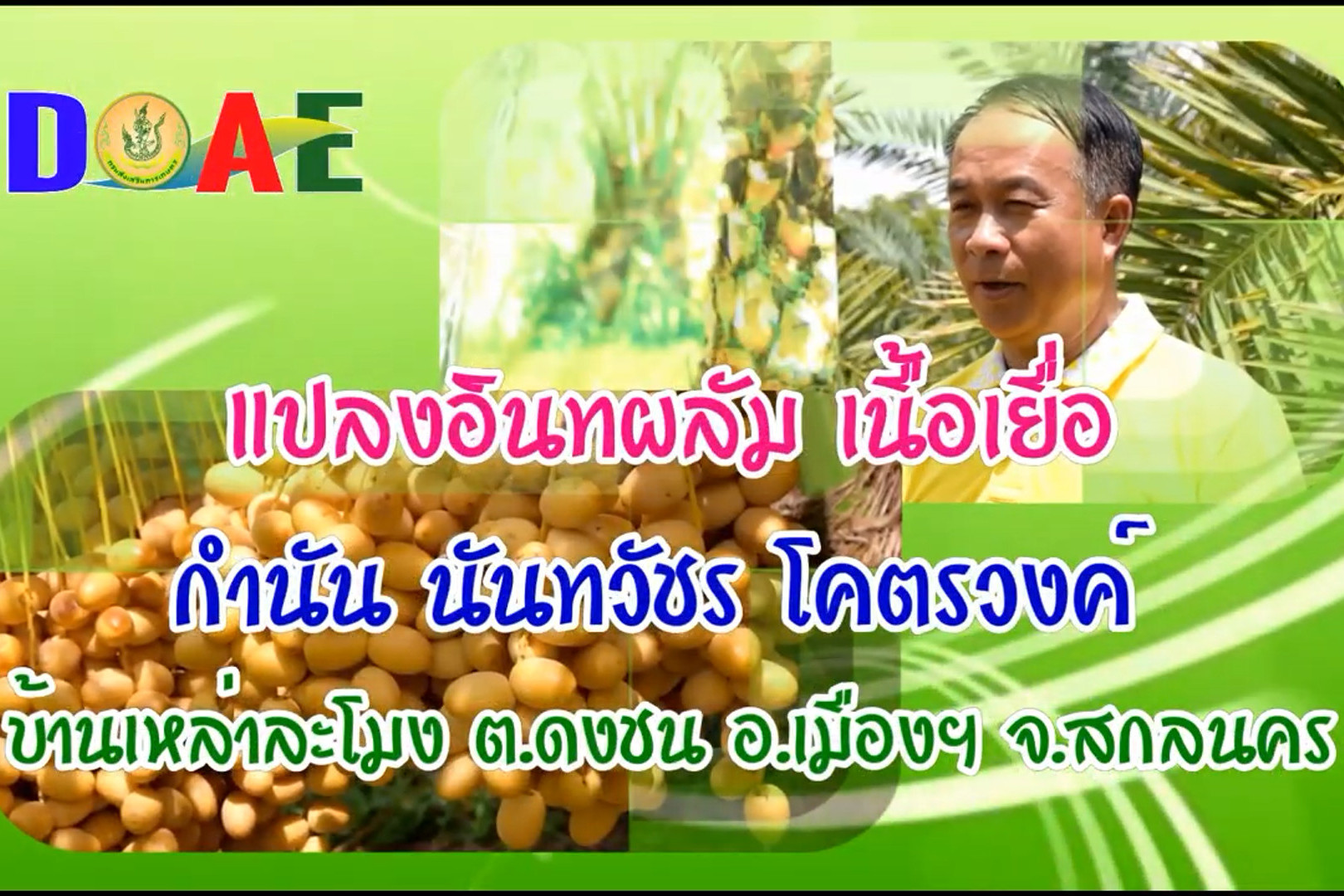 You are currently viewing อินทผลัม กำนันนันทวัชร อ.เมืองฯ จ.สกลนคร